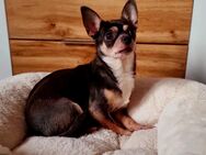 Chihuahuahündin lilac tricolor sucht ein schönes zu Hause - Finsterwalde