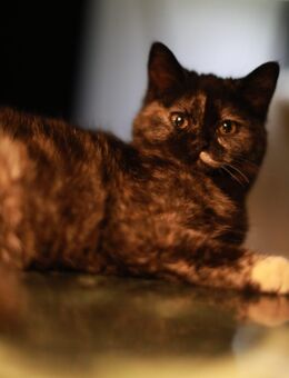 Persermixkätzchen - Münster