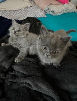 BKH Katze - Düsseldorf