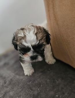 Hundewelpen - Seehausen (Altmark, Hansestadt)