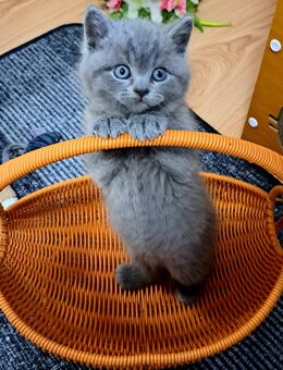 Bkh kitten reinrassige kurzhaar. - Osnabrück