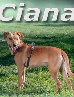 Ciana hofft auf ein schoenes Zuhause - Brunstorf