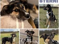 STERNI -rundum bezauberndes Hundekind- - Duisburg