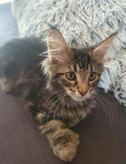 Maine coon baby xxl - Gerolstein