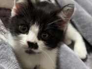 Baby Katze sucht neue Zuhause - Dortmund
