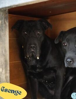 Csenge - zurückhaltend, schüchtern - Rheine