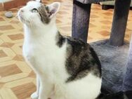 Friedlicher, verspielter Kater Butanito - Karlsruhe