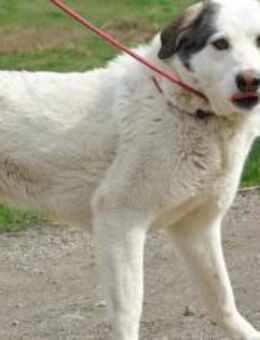 tolle Terence sucht ein Zuhause - München