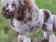 Cavalier King Charles/Toypudel Welpen Cavapoo Mini Pudel Doodle - Erfurt