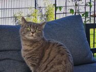 Katze /Bonny sucht dringend neues Zuhause - Velbert