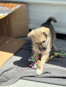 Halka sucht ihr Happy-End - Celle