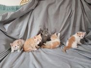 BKH Britische Kurzhaar Kitten Katzen - Hückelhoven