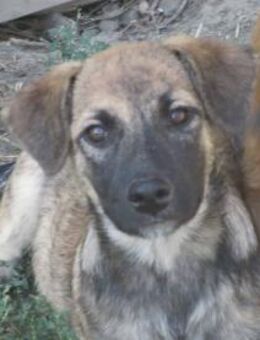 Skittles, unsere gestromte Schönheit 🐾 - Elsdorf (Nordrhein-Westfalen)