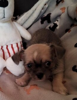 Zuckersüsse Chihuahua Shi-Tzu Welpe - Löhne