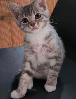 BKH Kitten Katze - Hattingen