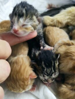 Sibirische Mix Kitten - Dürnau (Regierungsbezirk Stuttgart)