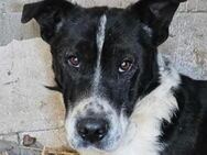 Woody, - Mutmacher gesucht - Dreikirchen