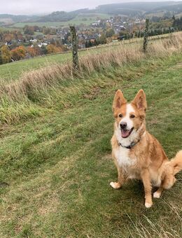 Hündin Mischling - Winterberg