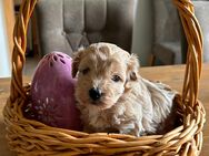 Maltipoo / Pudel / Malteser 1 MÄDCHEN! - Warrenzin