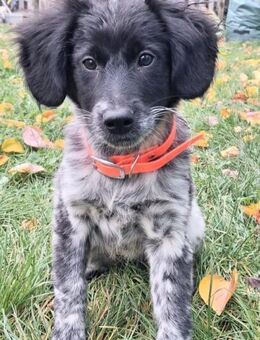 PHILA,hochintelligent,gelehrig,verspielt - Alfeld