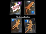 Bartagamen (pogona vitticeps) 25% Monster red NZ 7/2024 - Hamburg Wandsbek