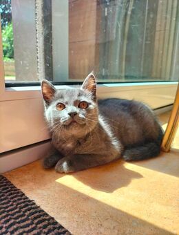 Katzenbaby weiblich grau - Kirchberg (Jagst)