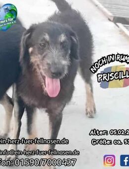 PRISCILLA - sucht ihren Elvis :-) - Waakirchen