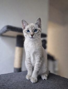 Siam-Kitten blue point - Venningen