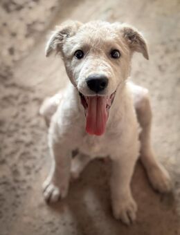 Vins blieb alleine übrig - Hardthausen (Kocher)