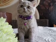 BKH lilac kitten - Altensteig