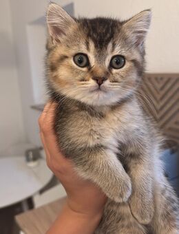 BKH Kitten Mädchen sucht eine neue Familie - Hof Zentrum