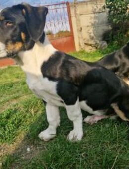 Kai entzückender Junghund sucht Sie♥ - Hüllhorst