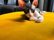 Sphynx Mädchen sucht ein für immer Zuhause - Weyhausen