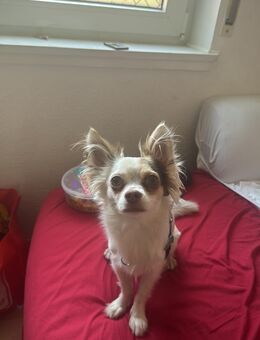 Chihuahua männchen - Kaiserslautern