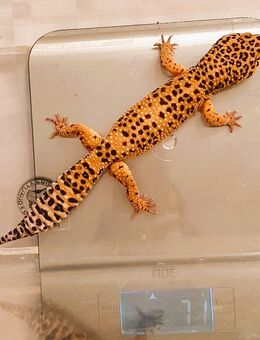 Leopardgecko Männchen, mit/ ohne Terrarium - Potsdam