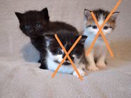 Perser / BKH Mix Kitten, Katzenbabys, Kätzchen - Emmering (Landkreis Ebersberg)