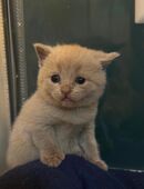 BKH Kitten Britisch Kurzhaar Kitten reinrassig in 67346