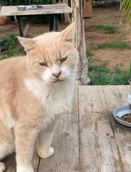 Nut Sensibelchen Notfall/Mobbingopfer - Bochum