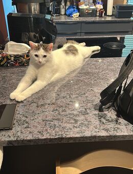 Liebevoller Kater - Trebsen (Mulde) Zentrum