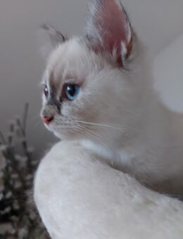 BKH mix Ragdoll Kitten - Bad Nauheim