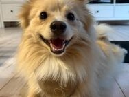Lobo sucht nun sein Zuhause für immer - Laatzen