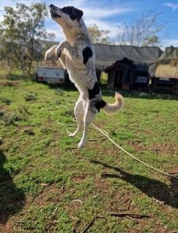 Silvus mit der tollen Ausstrahlung - Mettmann