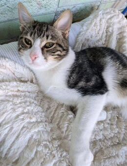 Vladik - wurde leider zurückgegeben - Kirchheim (München)