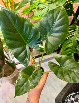 Alocasia Macrorrhiza albo low variegata - Buttstädt Zentrum