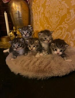 Maine Coon Mix Kitten - Eilenburg Zentrum