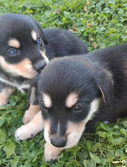 Dackel pomsky welpen zum Verkauf - Horhausen (Westerwald)