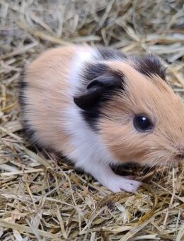 Meerschweinchen Bock Böcke 8 Wochen - Högsdorf