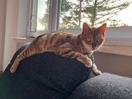 Liebevolles Zuhause für 2 Katzen gesucht - nur zusammen, inkl. Ausstattung - Mülheim (Ruhr)