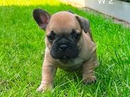 Französische Bulldoggen Welpen - Ibbenbüren