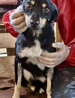 Zierlicher Junghund Frizzi - Koblenz